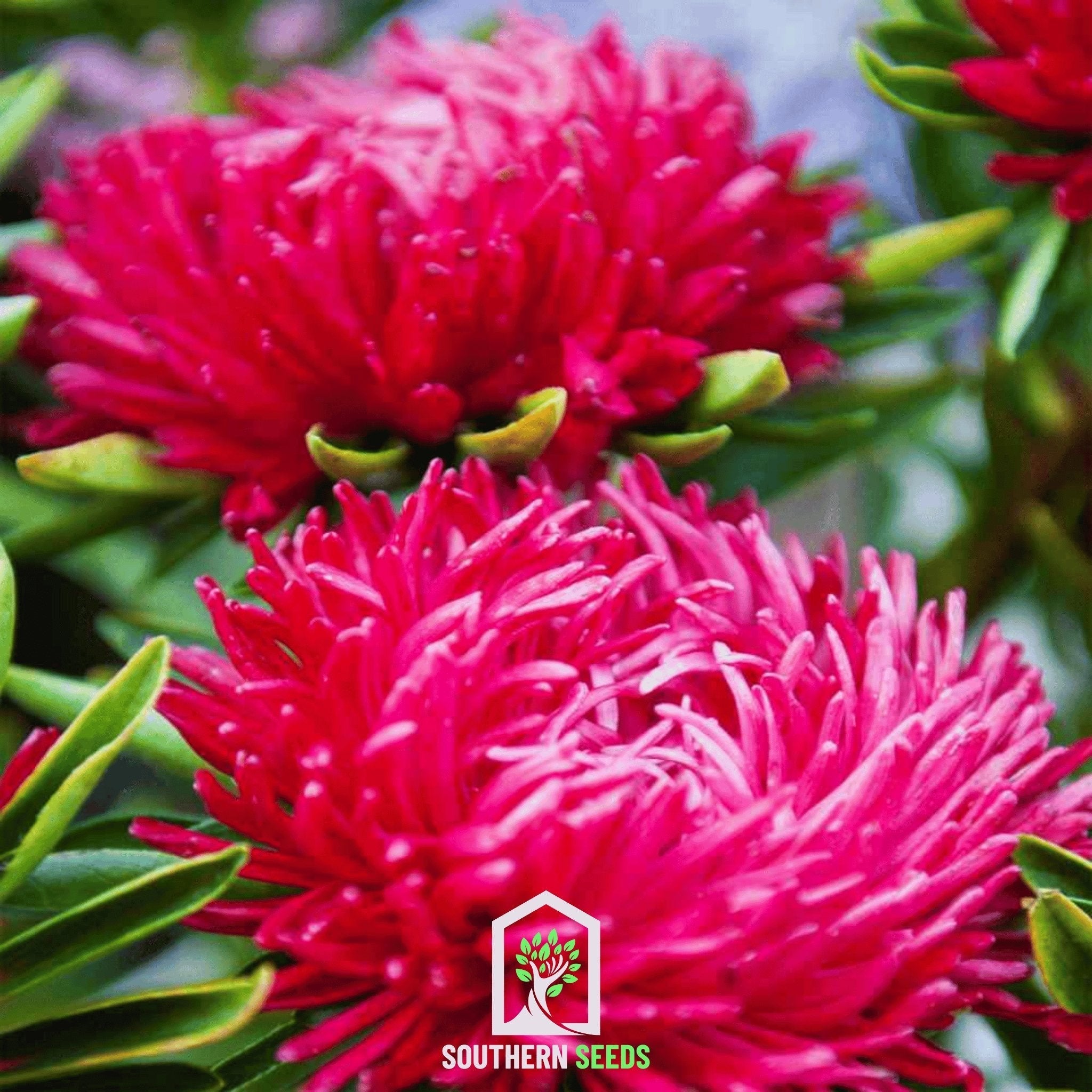 Scarlet Paeony Duchess Aster – 50 Seeds | Seeds | Wiccan Center