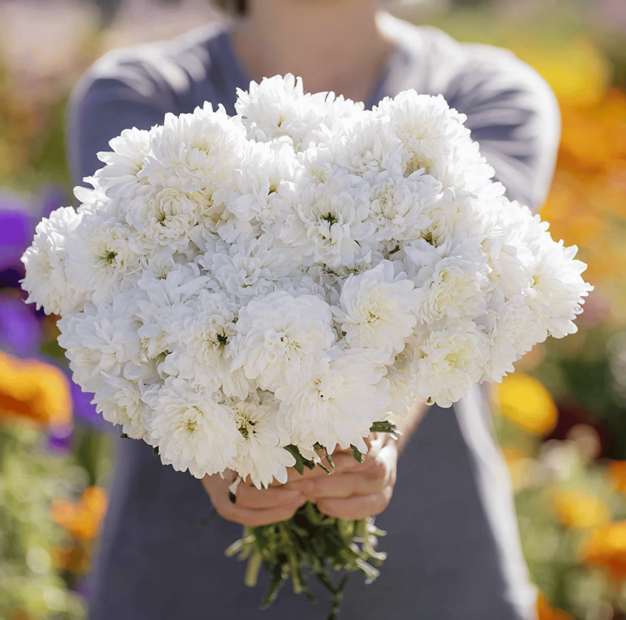 White Paeony Duchess Aster – 50 Seeds | Seeds | Wiccan Center