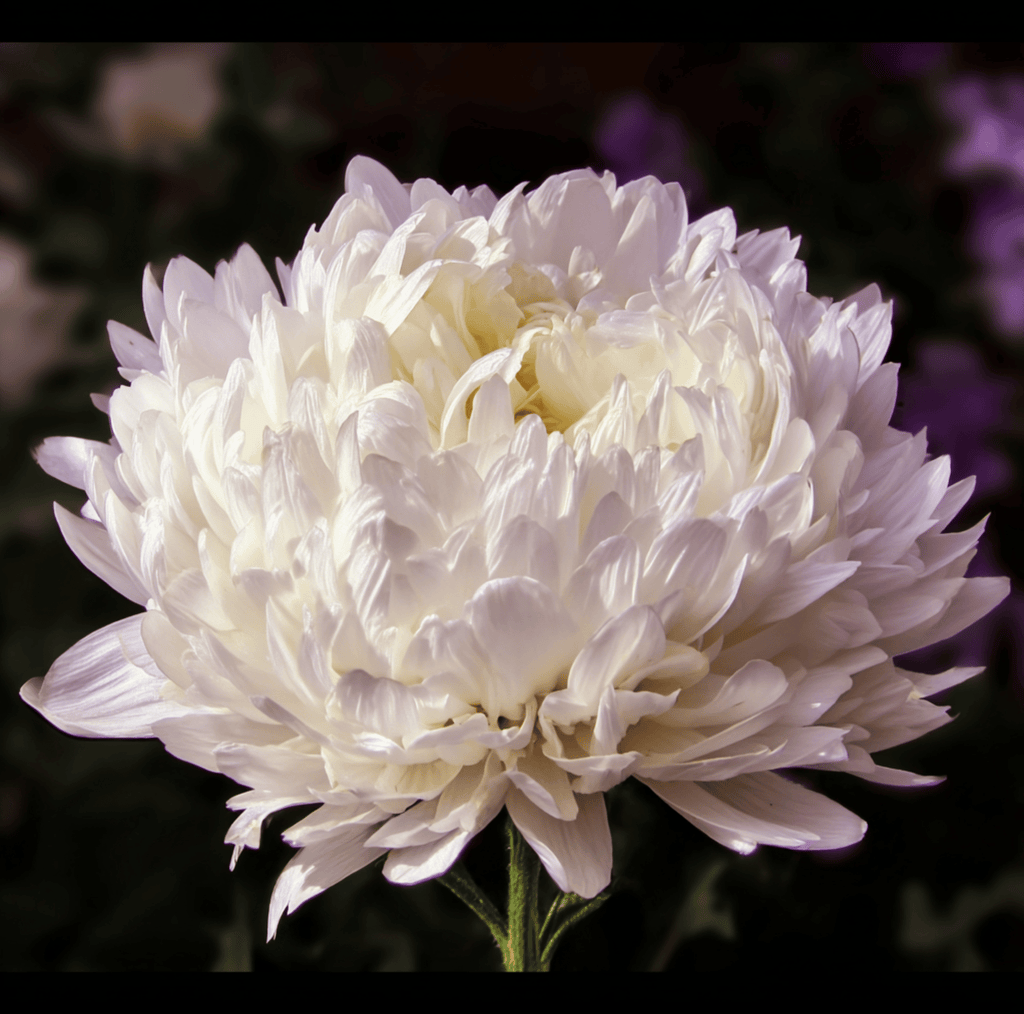 White Paeony Duchess Aster – 50 Seeds | Seeds | Wiccan Center