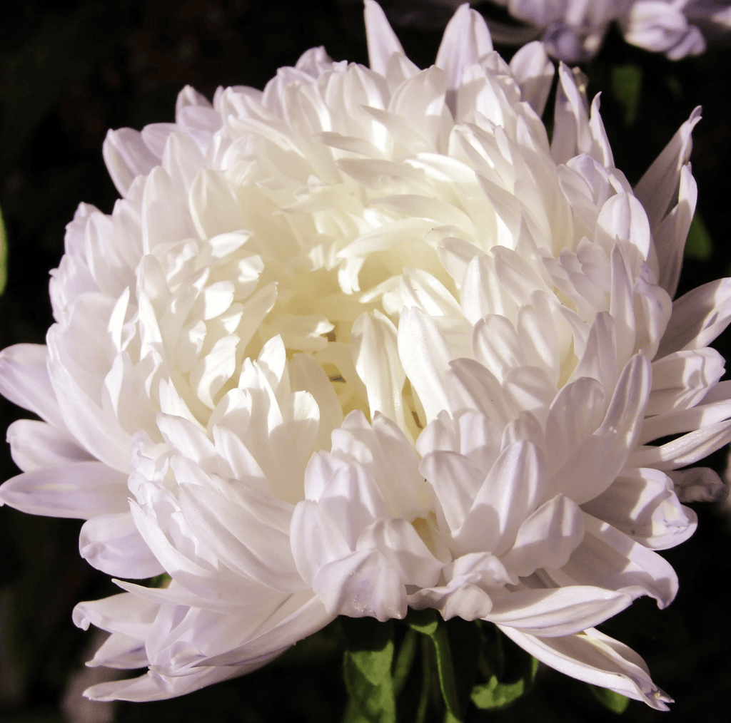 White Paeony Duchess Aster – 50 Seeds | Seeds | Wiccan Center