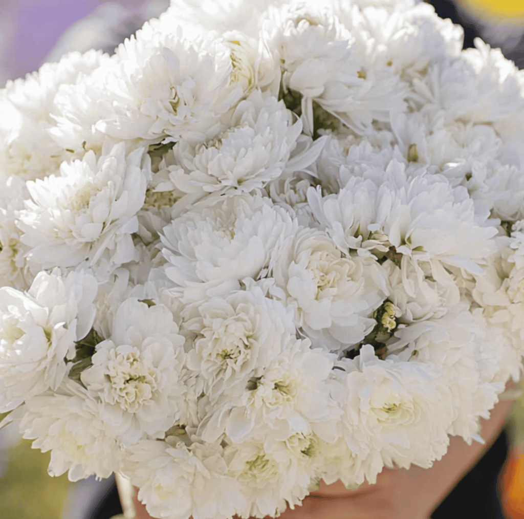 White Paeony Duchess Aster – 50 Seeds | Seeds | Wiccan Center