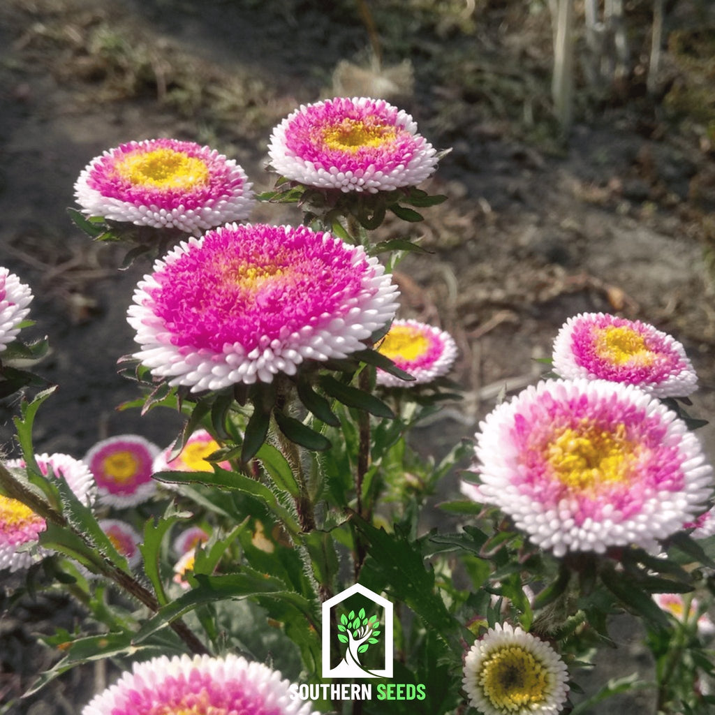 Hi-No-Maru Pompon Aster – 50 Seeds | Seeds | Wiccan Center