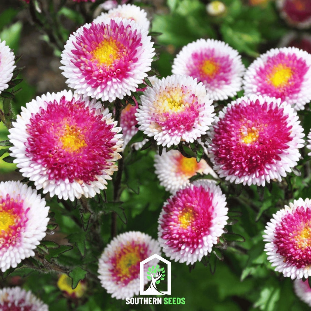Hi-No-Maru Pompon Aster – 50 Seeds | Seeds | Wiccan Center