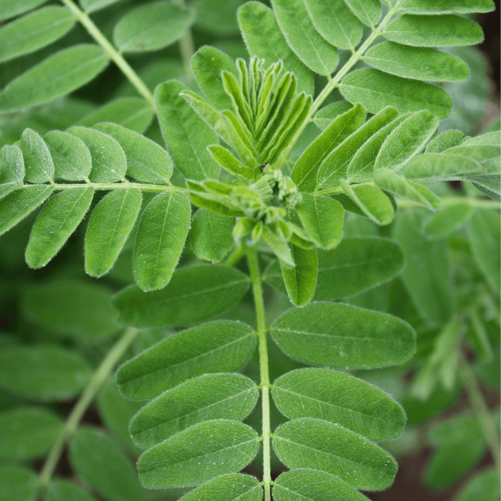 Astragalus (Huang Qi) – 25 Seeds | Seeds | Wiccan Center