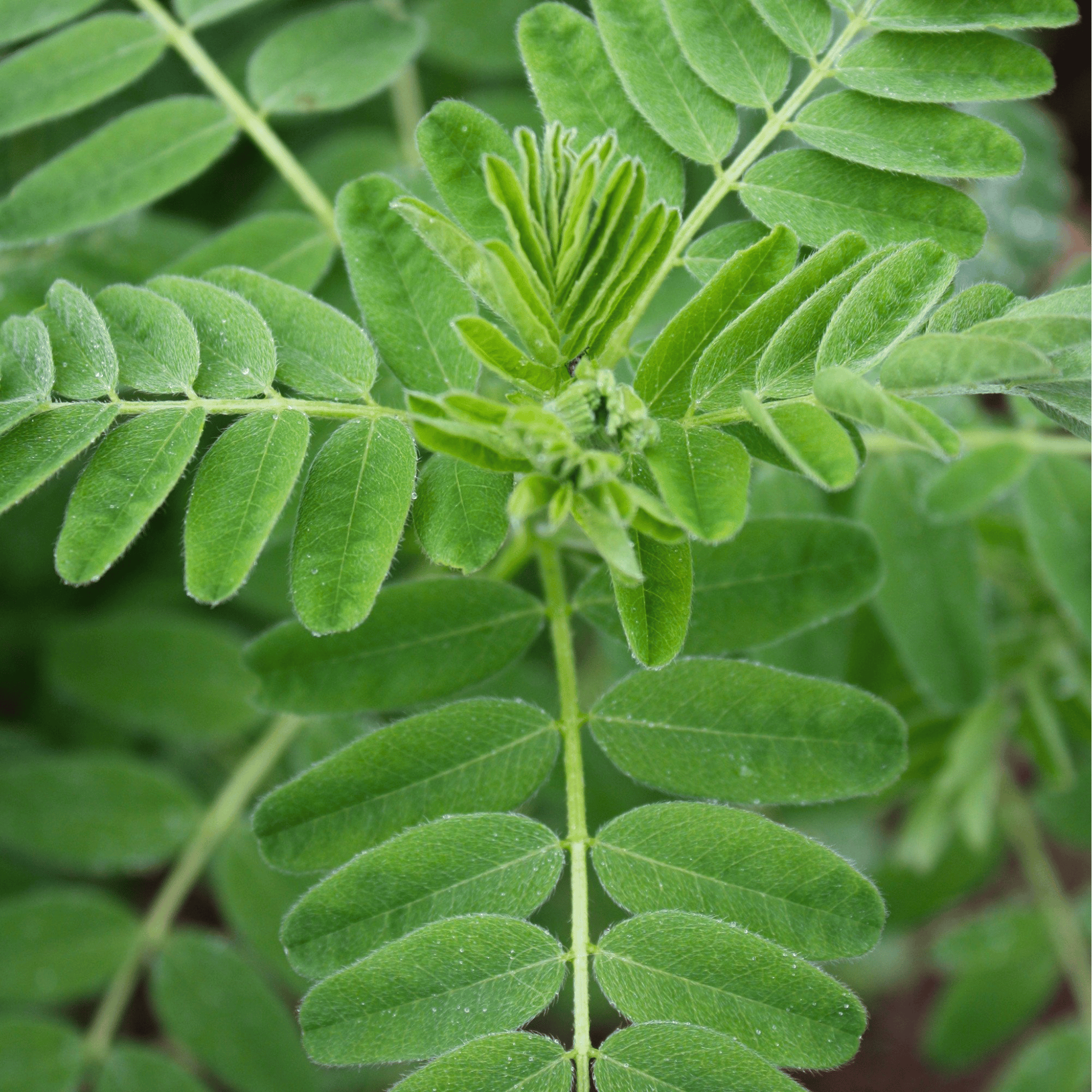 Astragalus (Huang Qi) – 25 Seeds | Seeds | Wiccan Center