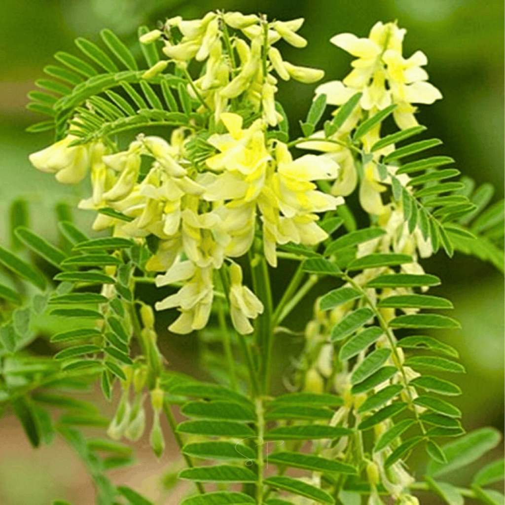 Astragalus (Huang Qi) – 25 Seeds | Seeds | Wiccan Center