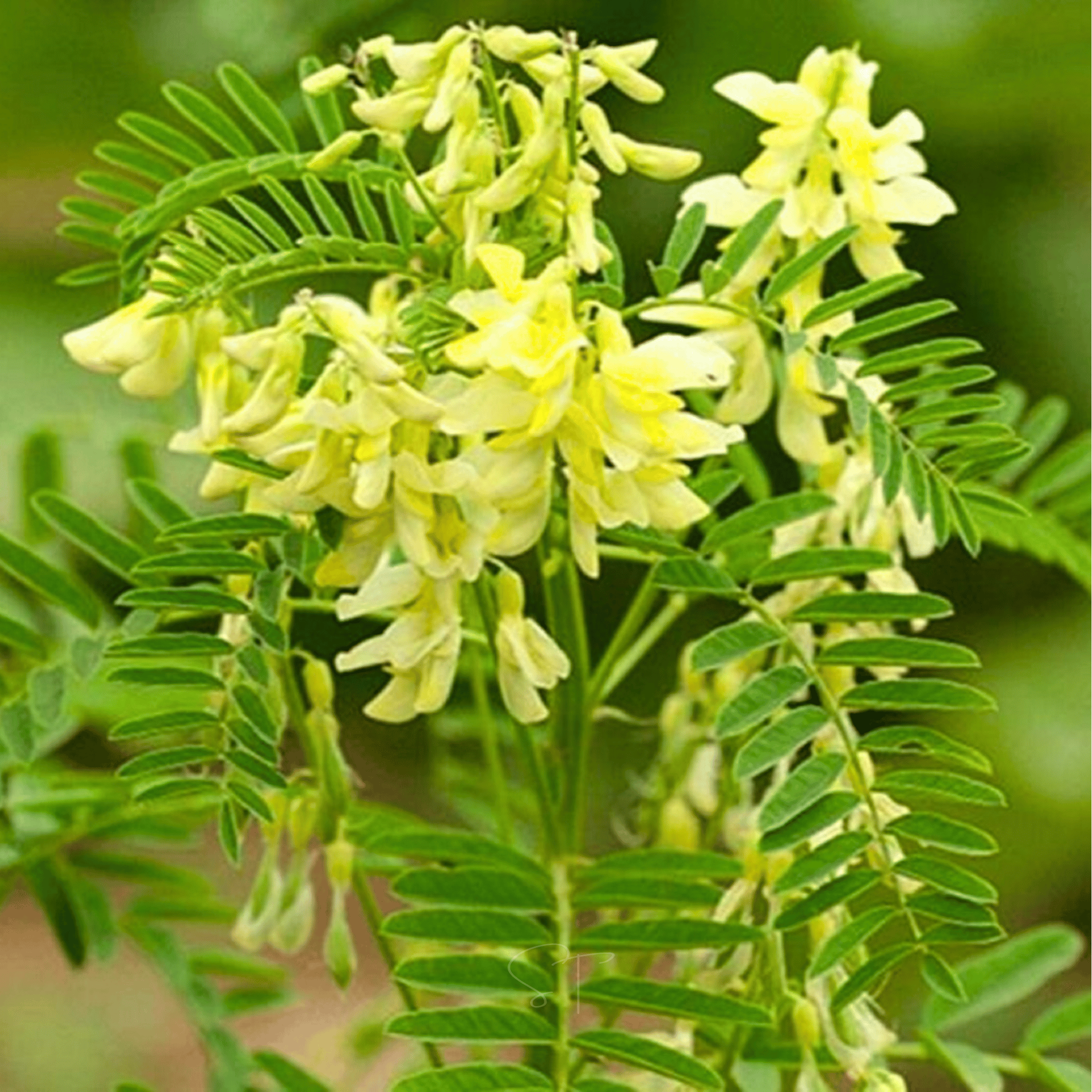 Astragalus (Huang Qi) – 25 Seeds | Seeds | Wiccan Center