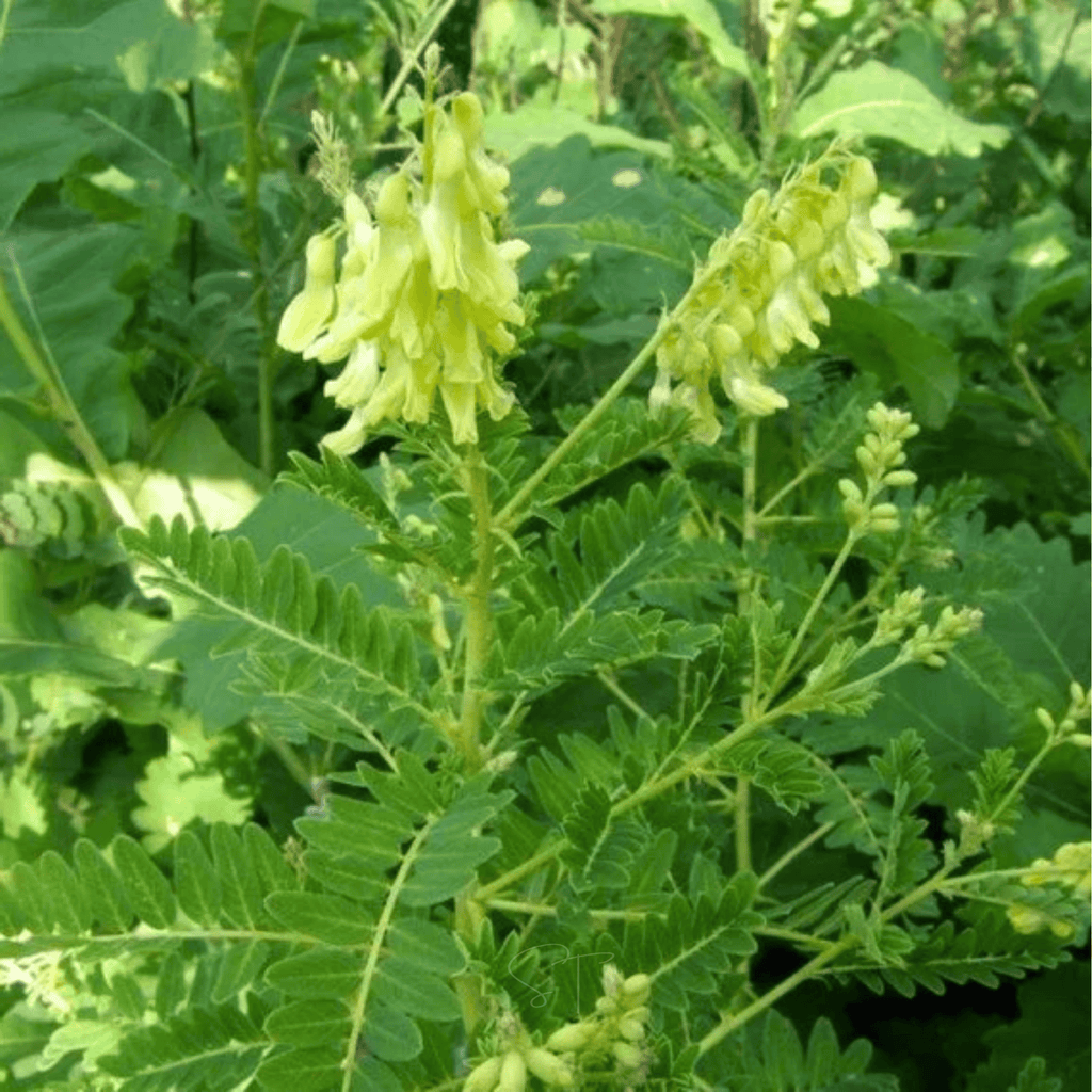 Astragalus (Huang Qi) – 25 Seeds | Seeds | Wiccan Center