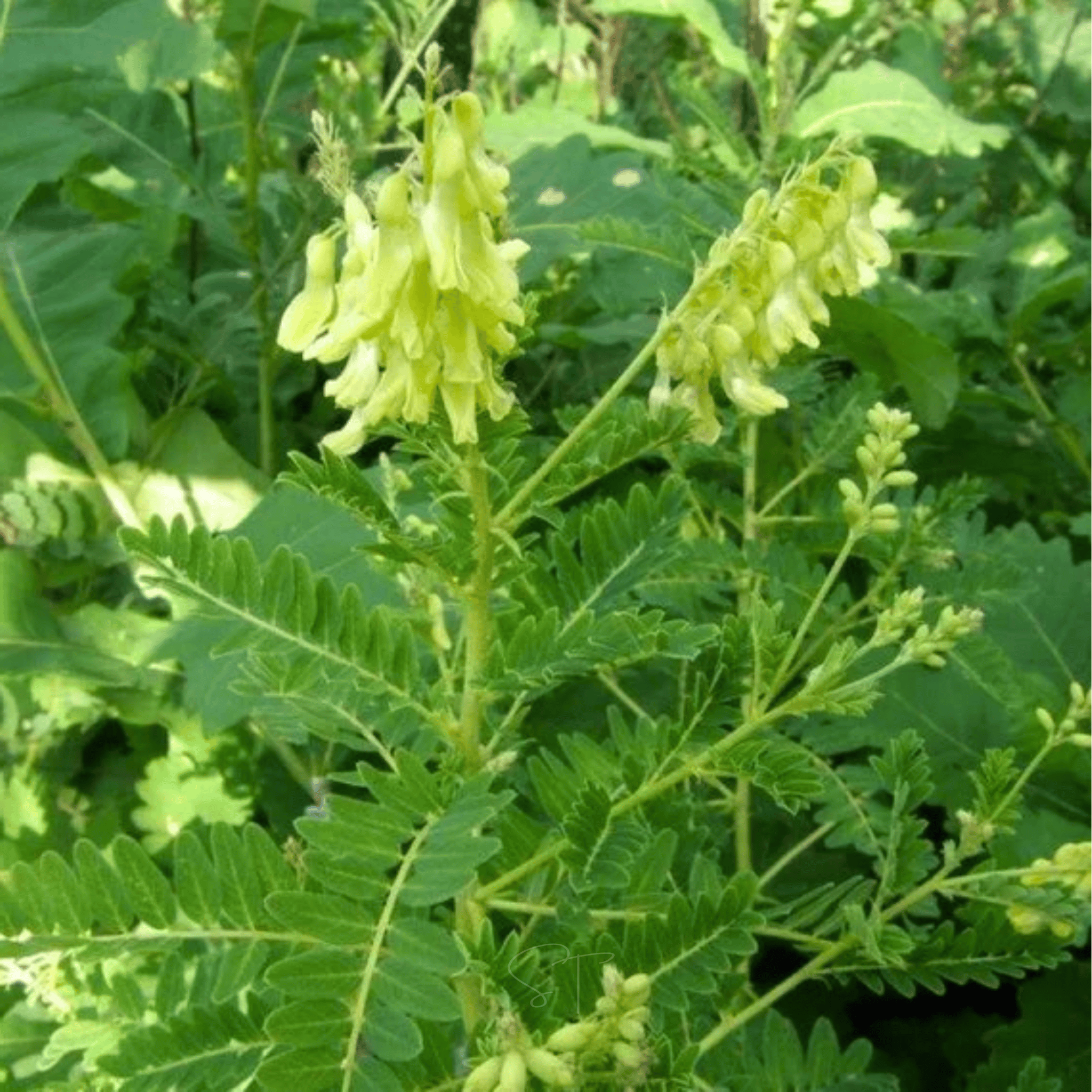 Astragalus (Huang Qi) – 25 Seeds | Seeds | Wiccan Center
