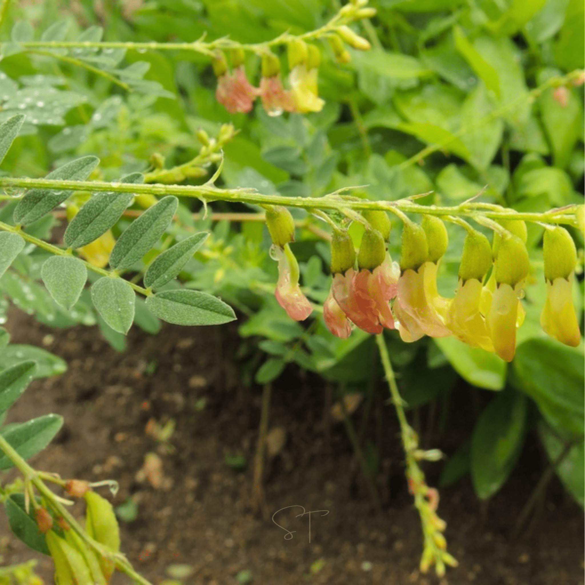 Astragalus (Huang Qi) – 25 Seeds | Seeds | Wiccan Center