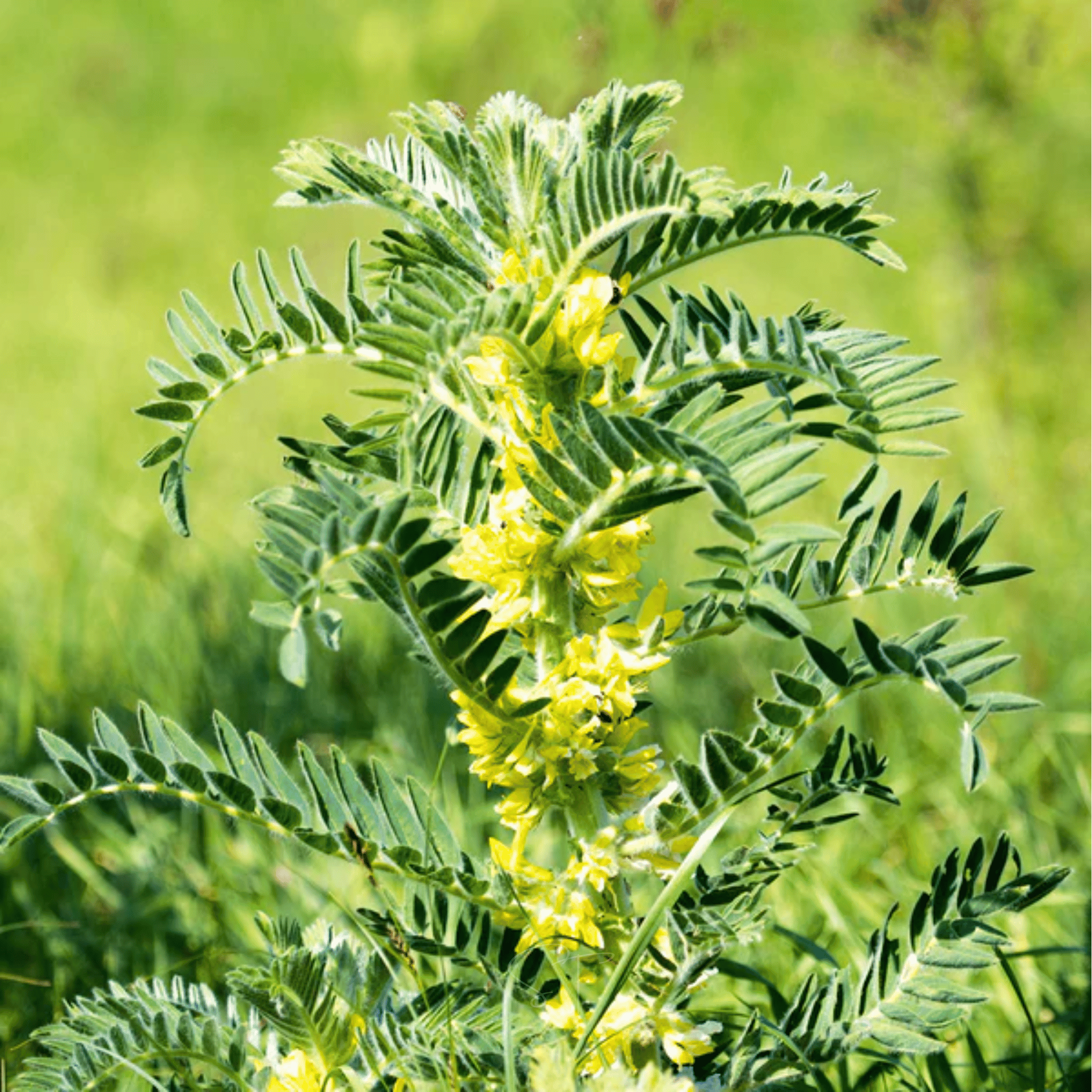 Astragalus (Huang Qi) – 25 Seeds | Seeds | Wiccan Center