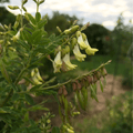 Astragalus (Huang Qi) – 25 Seeds | Seeds | Wiccan Center