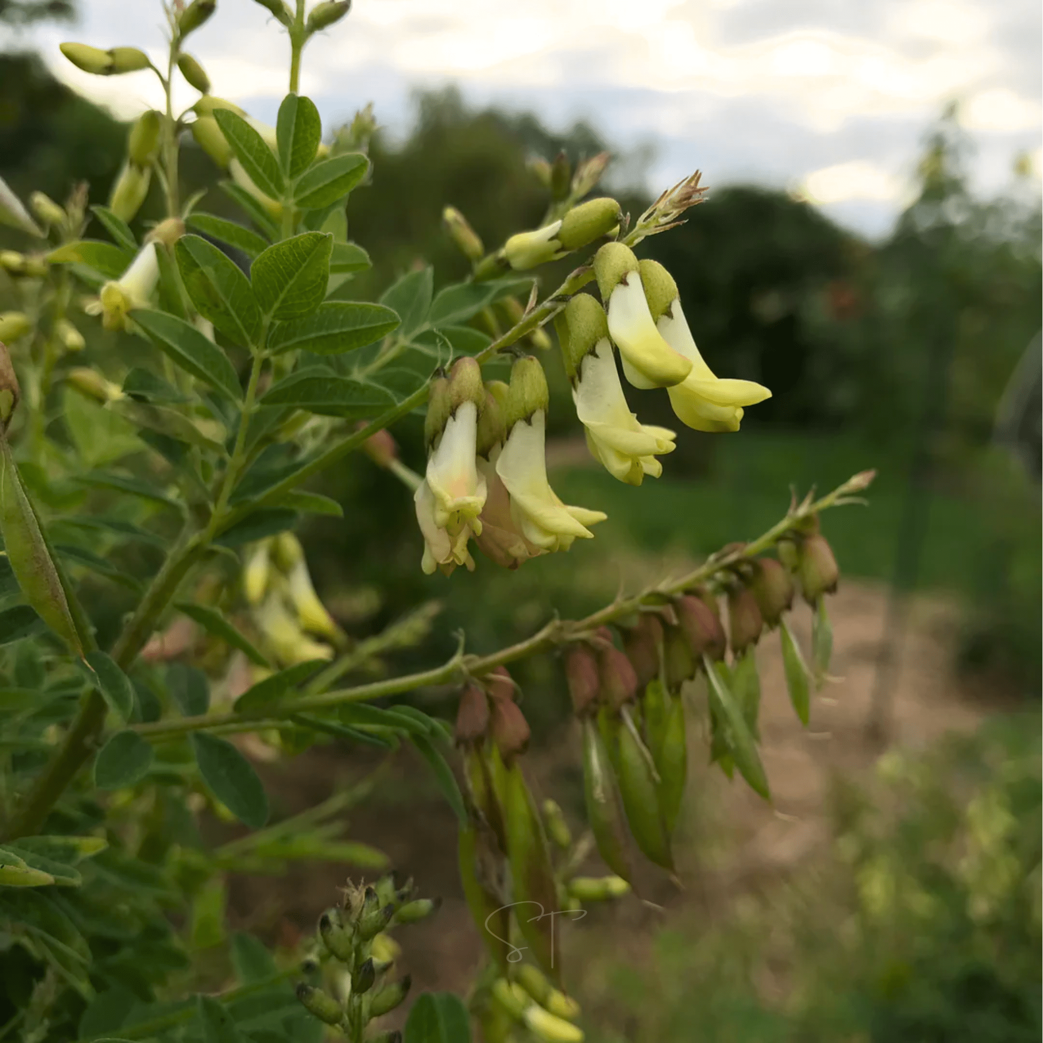 Astragalus (Huang Qi) – 25 Seeds | Seeds | Wiccan Center