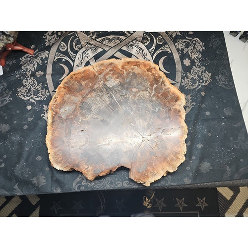 27.3 lb Fossil Wood Quartz Hedgehog Sculpture — Artisan Mineral Statement Piece | CrystalCloud Company | Fossils & Rare Specimens | Wiccan Center