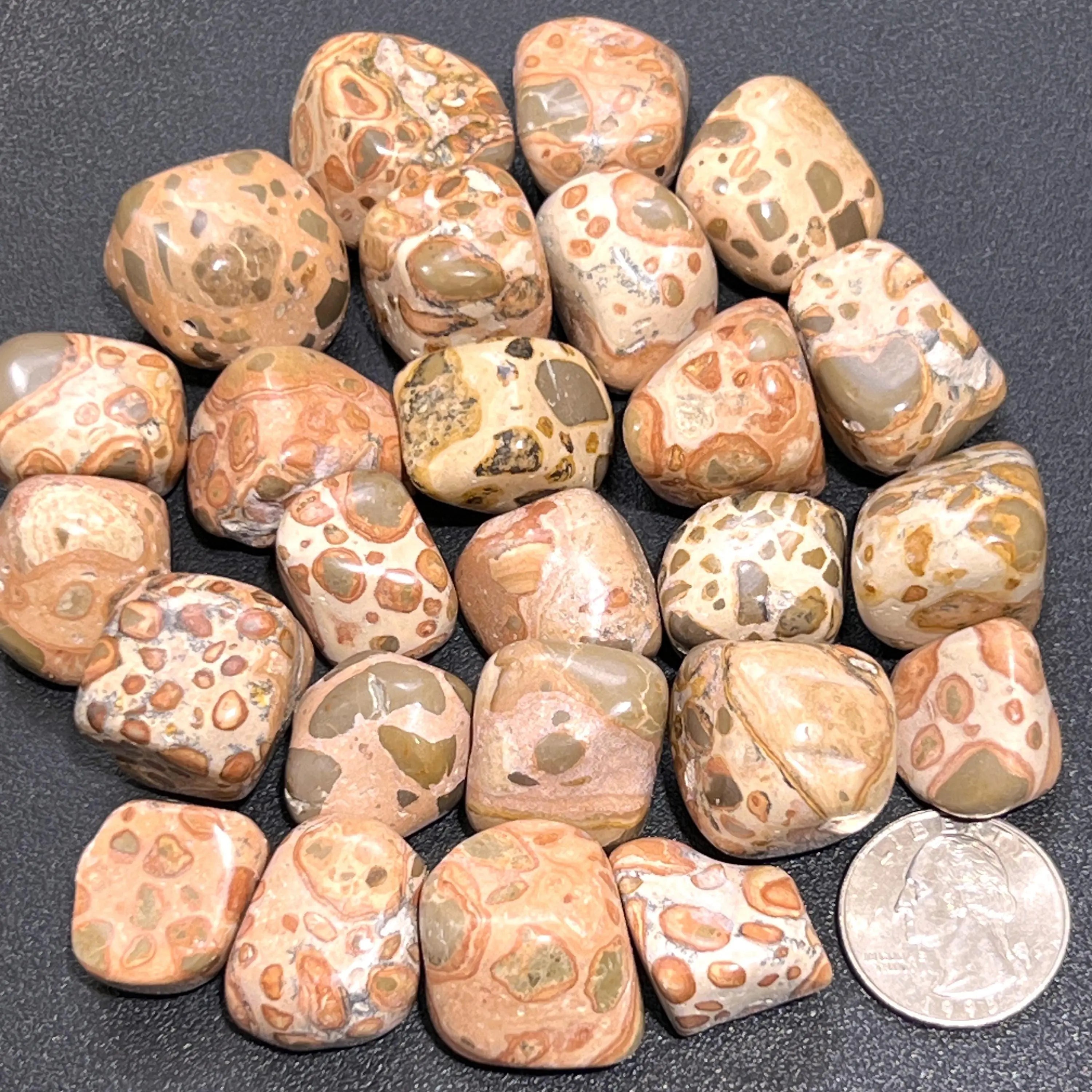 Leopardite (Leopard Jasper) Tumbled Stones (By The Piece or Pound) Wholesale | Home & Living > Home Decor > Home Accents > Rocks & Geodes | Wiccan Center