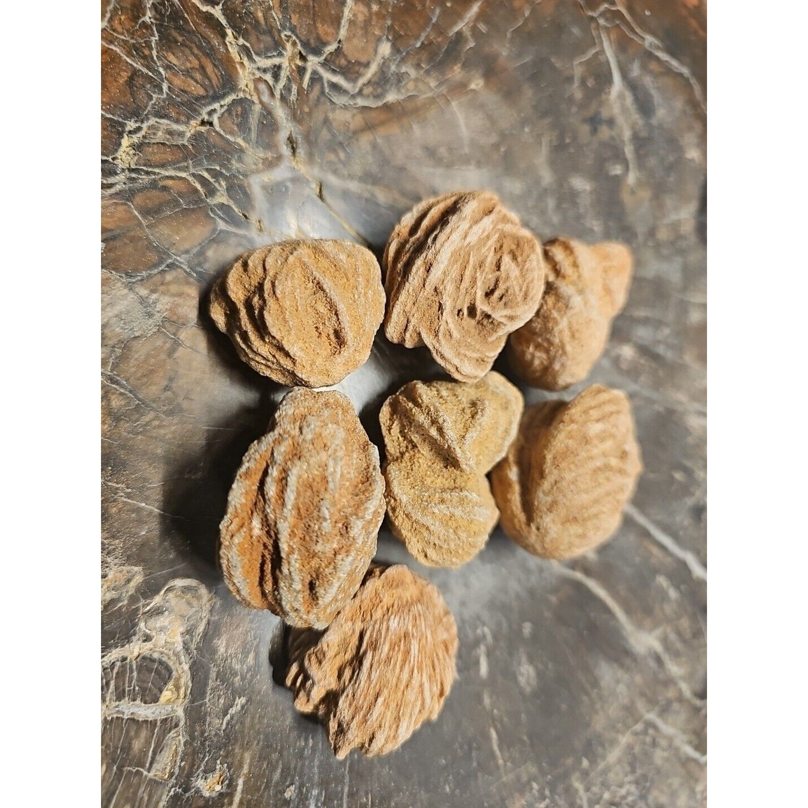 Desert Rose Selenite Mineral Specimen — Clarity & Stress Relief Crystal | CrystalCloud Company