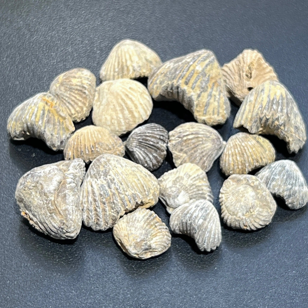 Brachiopod Shell Fossils Collection Bulk Wholesale Lot Fossil Carving From Morocco | Home & Living > Home Decor > Home Accents > Rocks & Geodes | Wiccan Center