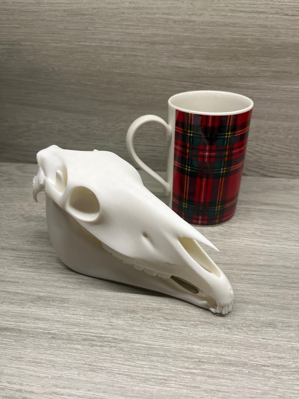 7 inch 3D Printed Horse Skull | | Wiccan Center