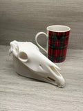 7 inch 3D Printed Horse Skull | | Wiccan Center