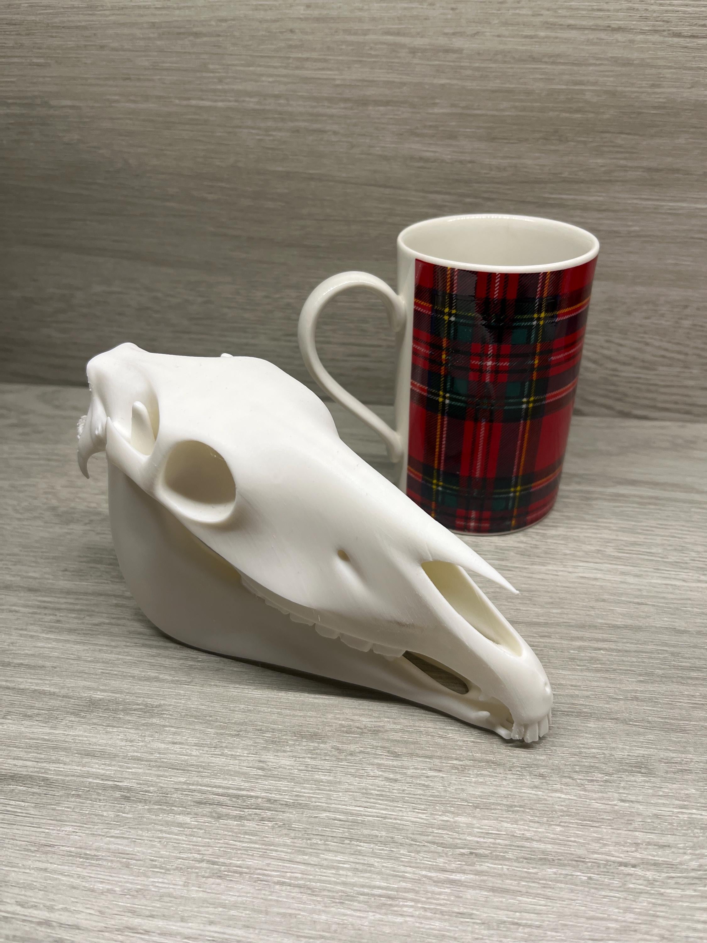 7 inch 3D Printed Horse Skull | | Wiccan Center