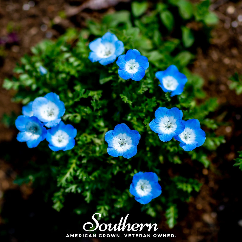 Baby Blue Eyes – 200 Seeds | | Wiccan Center
