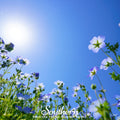 Baby Blue Eyes – 200 Seeds | | Wiccan Center