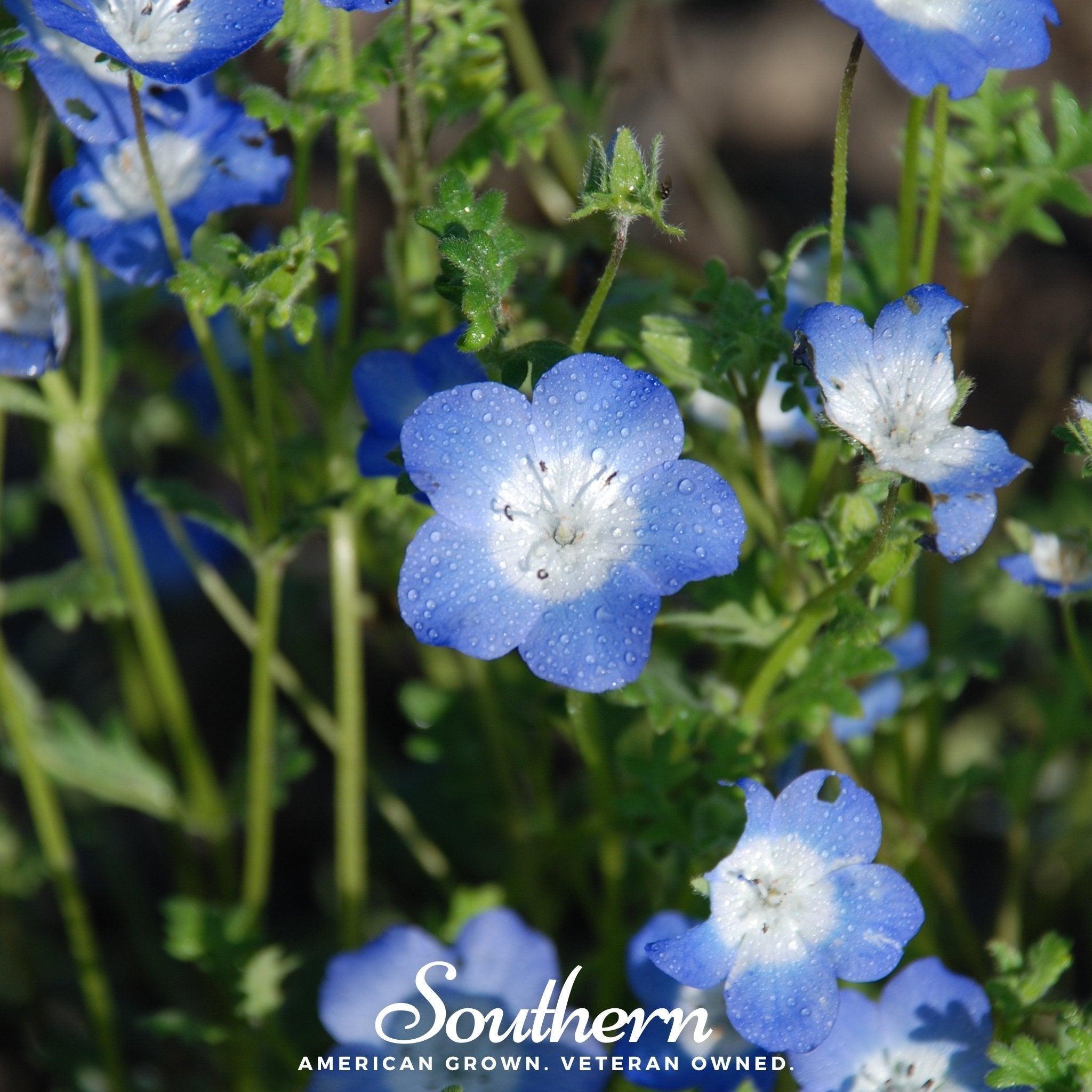 Baby Blue Eyes – 200 Seeds | | Wiccan Center