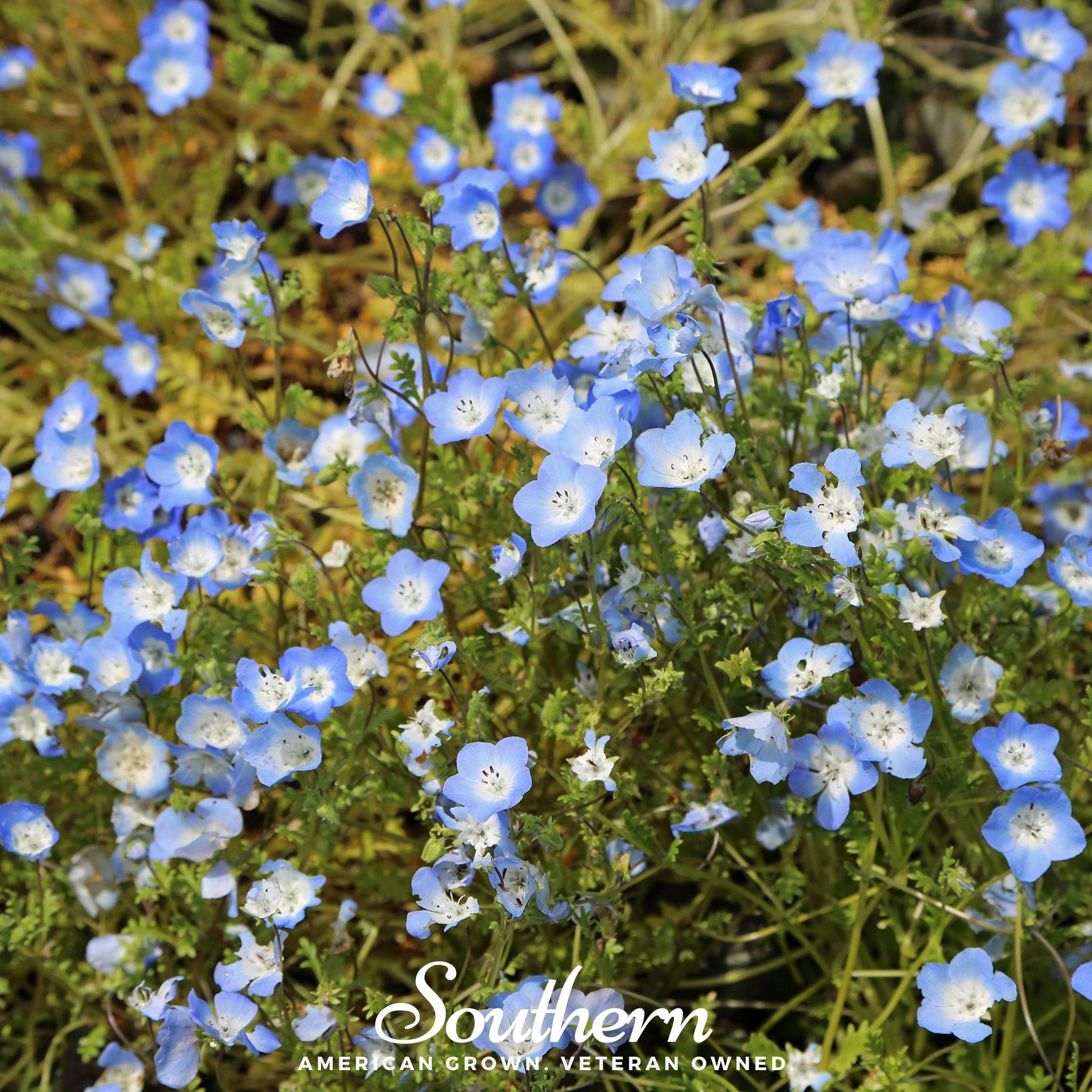 Baby Blue Eyes – 200 Seeds | | Wiccan Center