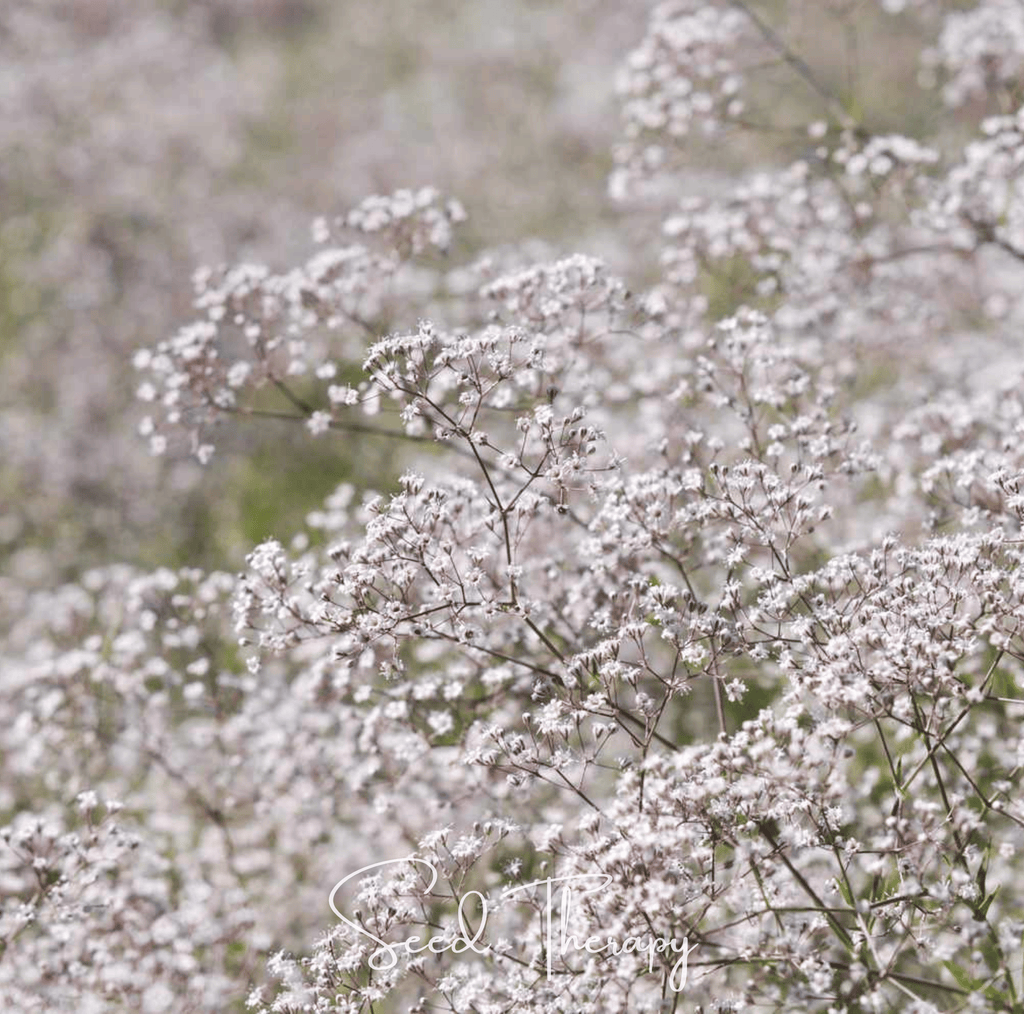 Perennial Baby’s Breath – 100 Seeds | Seeds | Wiccan Center
