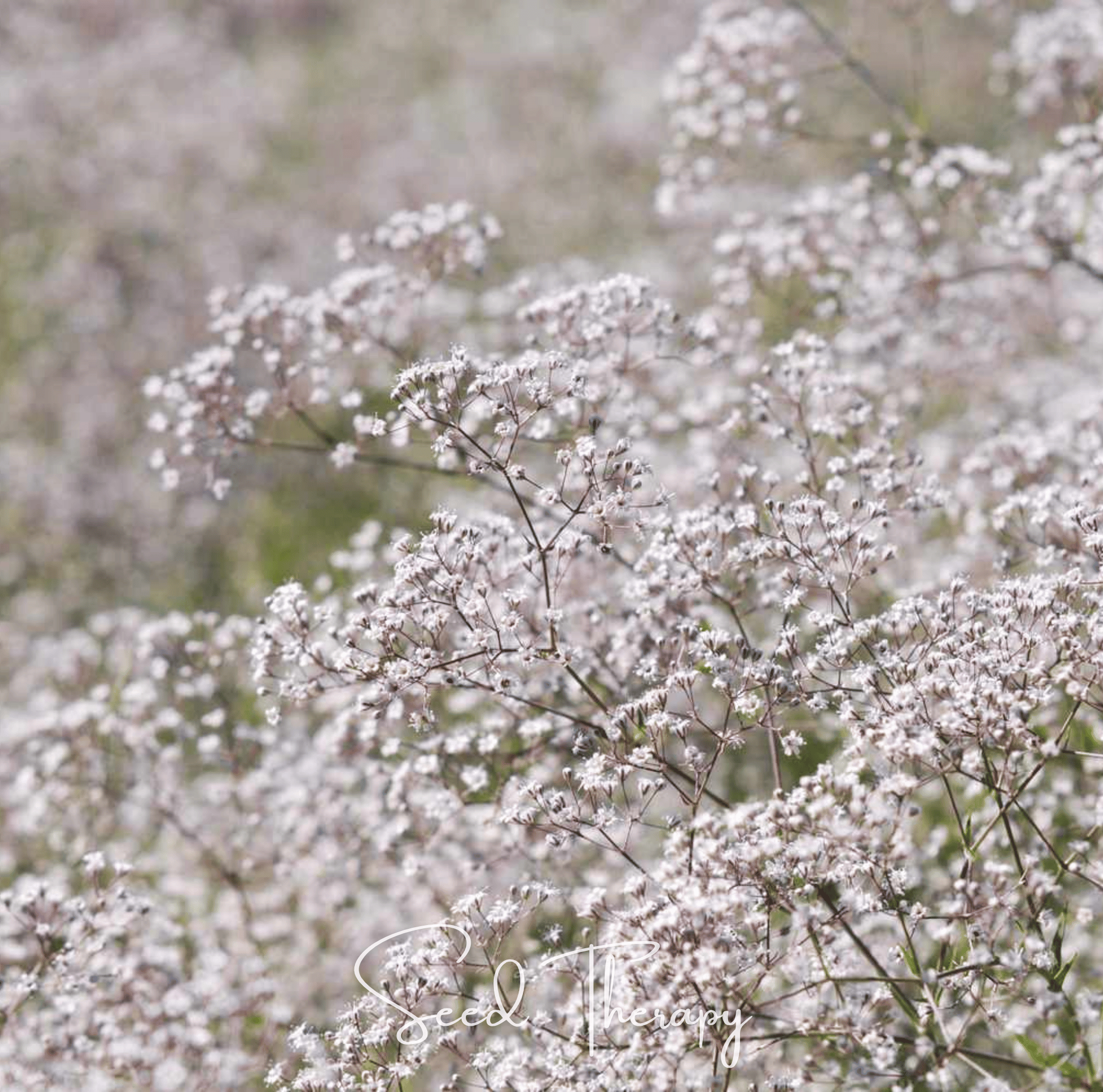 Perennial Baby’s Breath – 100 Seeds | Seeds | Wiccan Center