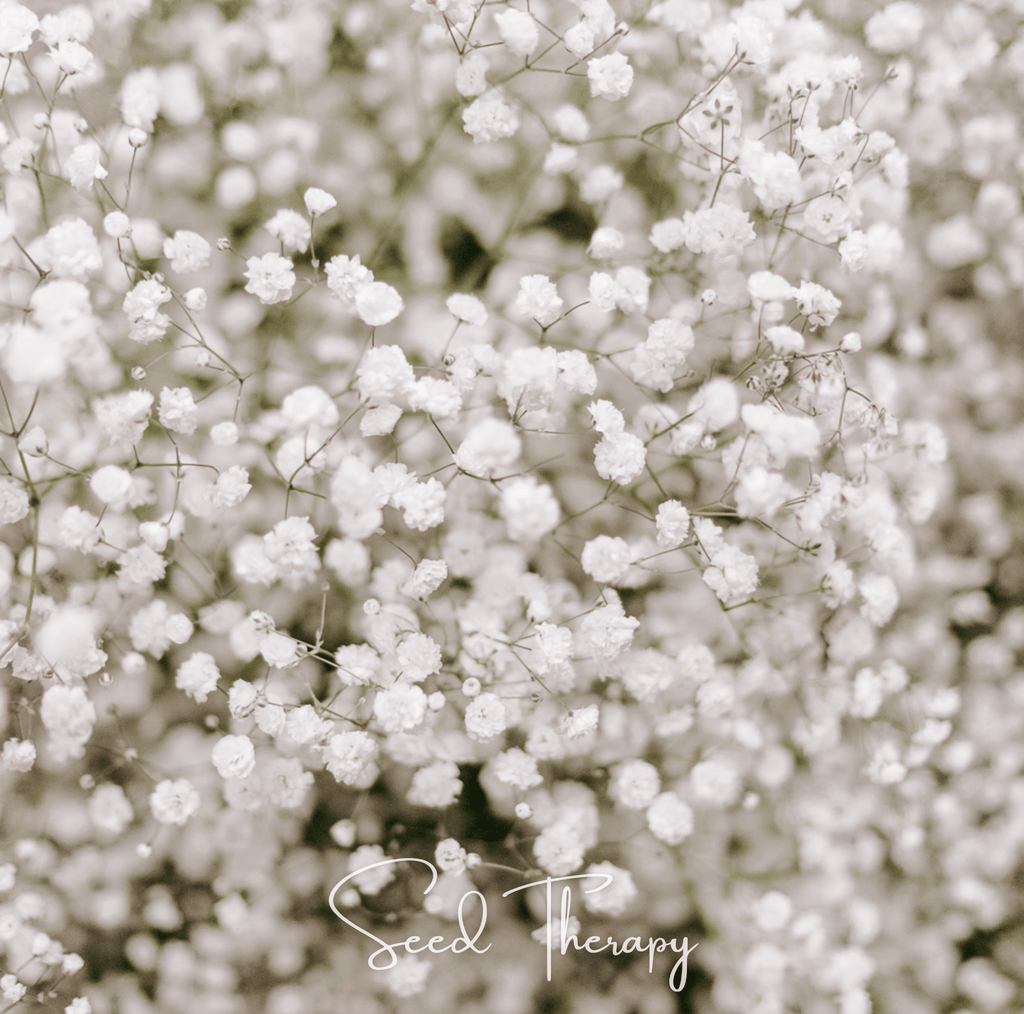 Perennial Baby’s Breath – 100 Seeds | Seeds | Wiccan Center