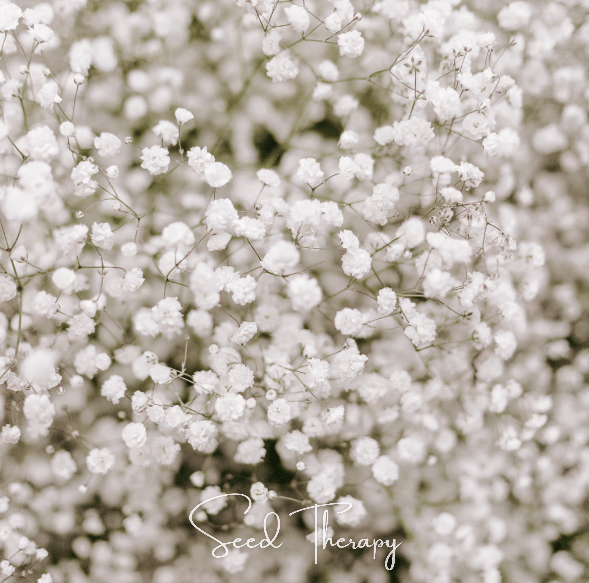 Perennial Baby’s Breath – 100 Seeds | Seeds | Wiccan Center