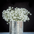 Perennial Baby’s Breath – 100 Seeds | Seeds | Wiccan Center