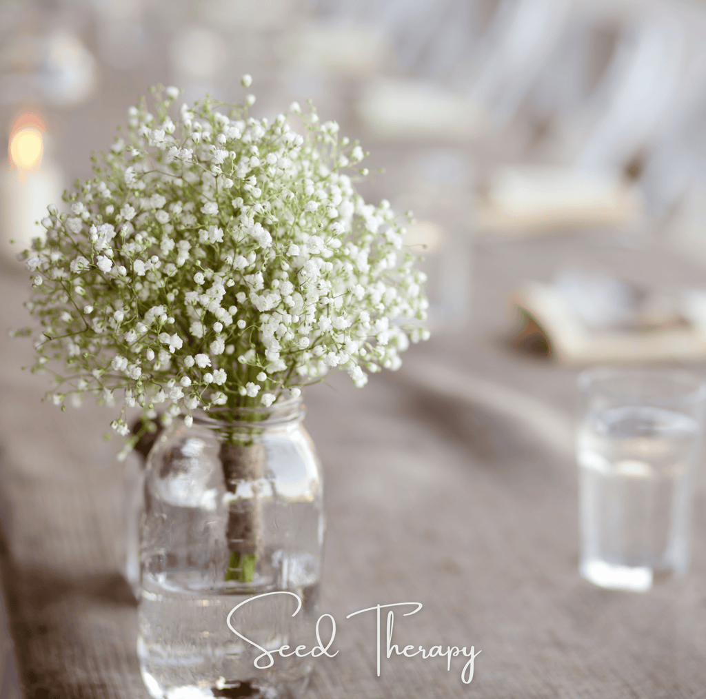 Perennial Baby’s Breath – 100 Seeds | Seeds | Wiccan Center