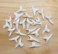 Baby Shark Teeth 5-pc | Ritual | Wiccan Center