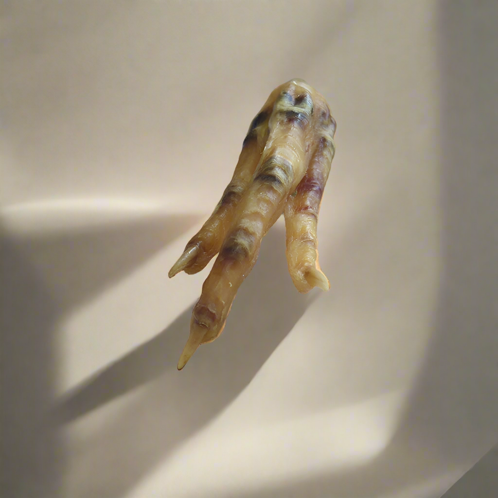 Charmed Chicken Foot( Undressed) | Charmed curio | Wiccan Center