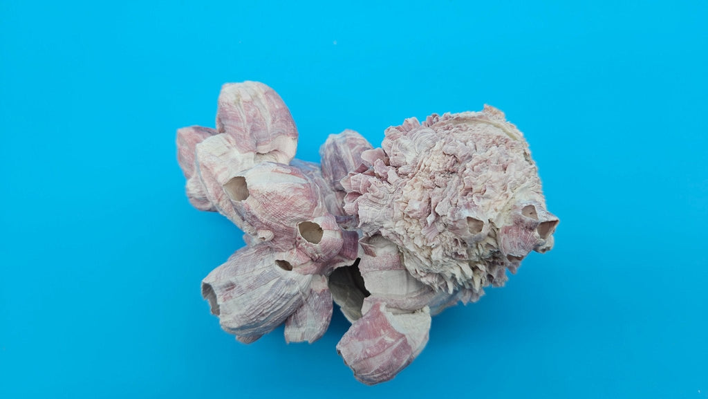 Barnacle with Jewel Box Shell Display – Premium Coastal Home Decor Specimen 5x4x2.5