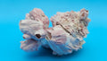 Barnacle with Jewel Box Shell Display – Premium Coastal Home Decor Specimen 5x4x2.5