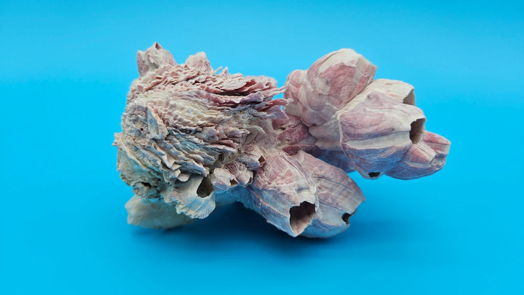 Barnacle with Jewel Box Shell Display – Premium Coastal Home Decor Specimen 5x4x2.5