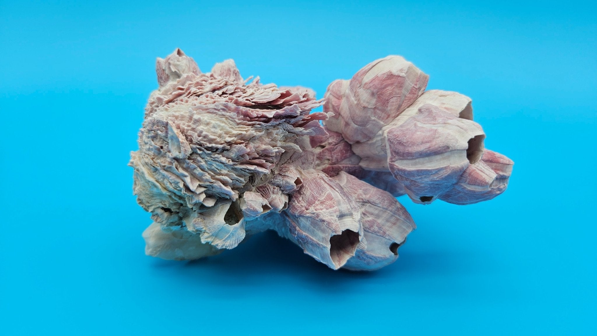 Barnacle with Jewel Box Shell Display – Premium Coastal Home Decor Specimen 5x4x2.5