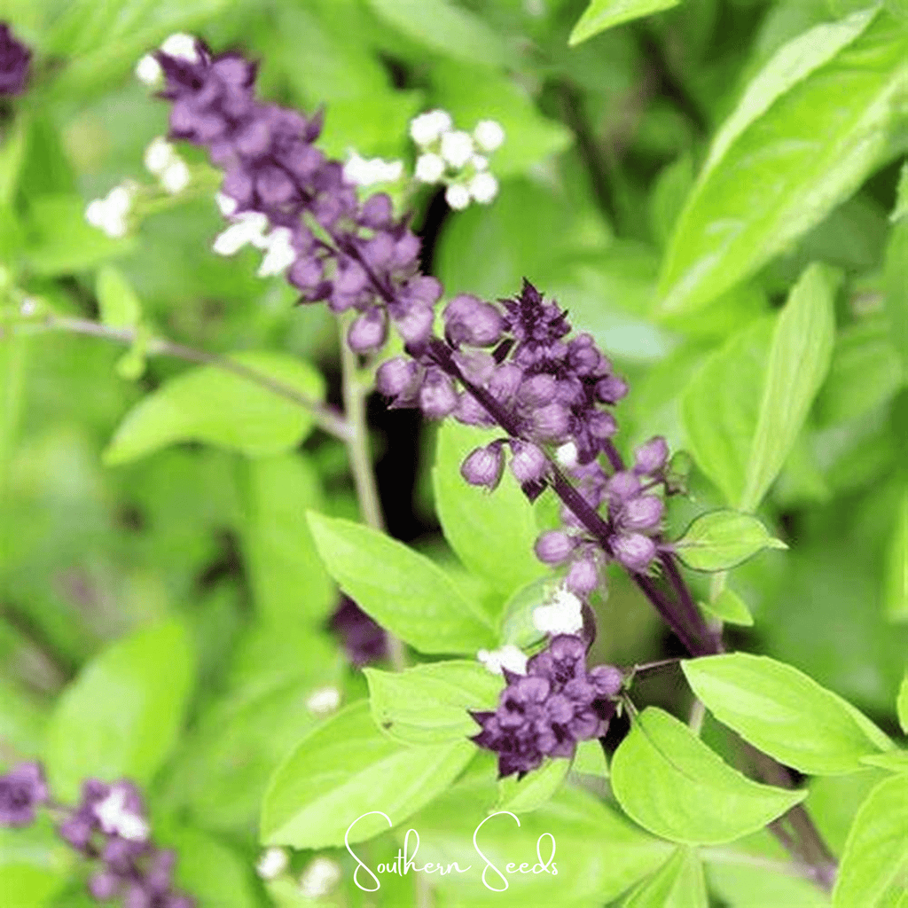 Blue Spice Basil – 100 Seeds | Seeds | Wiccan Center