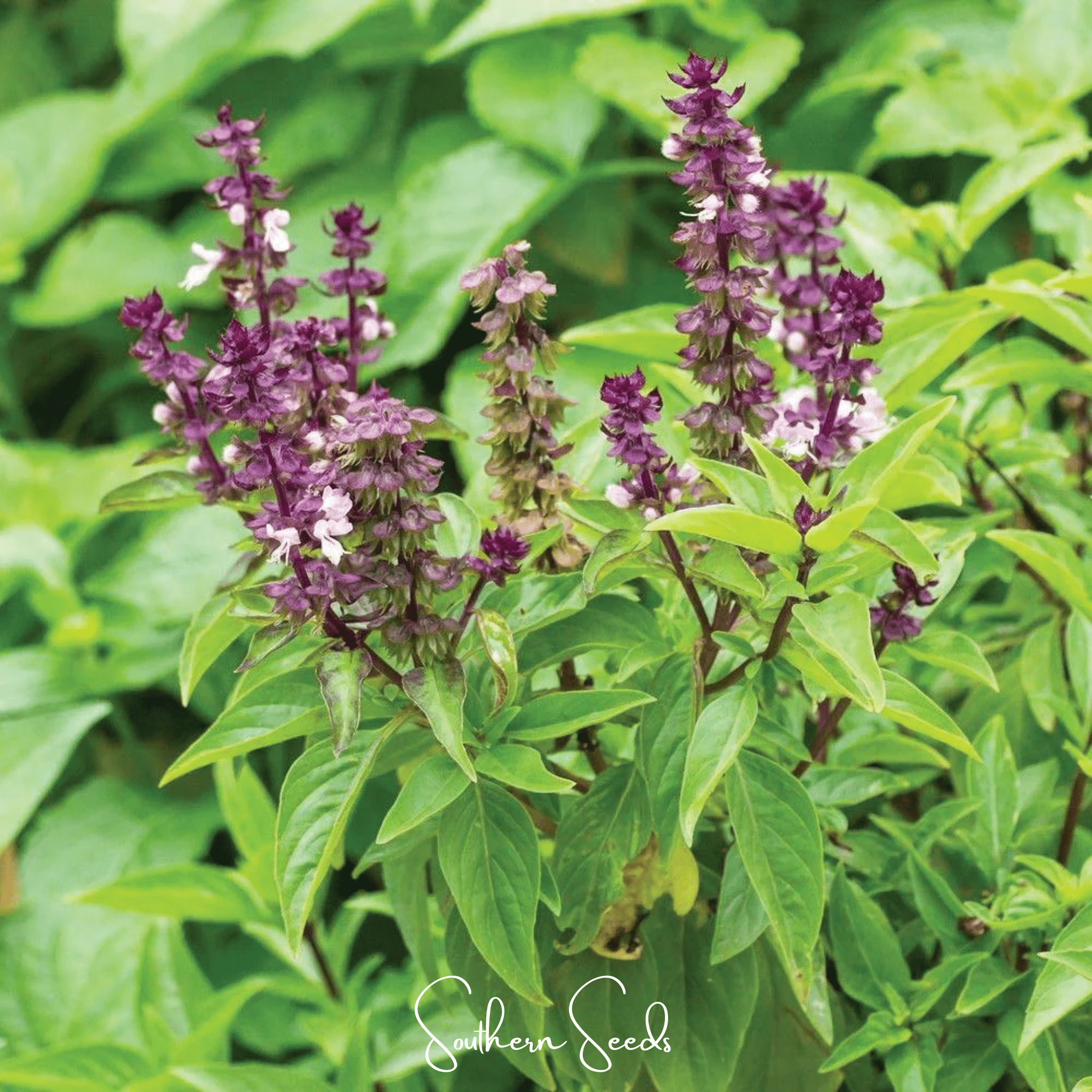 Blue Spice Basil – 100 Seeds | Seeds | Wiccan Center