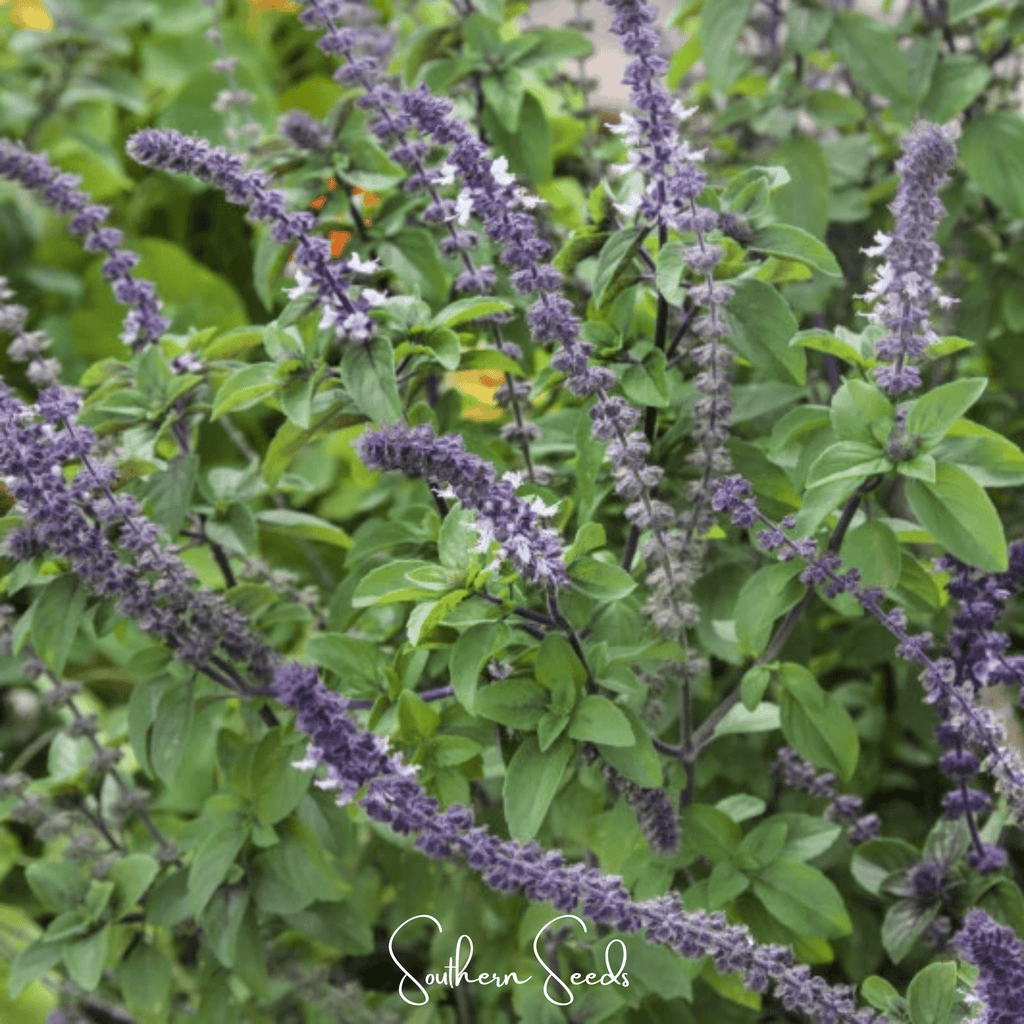 Blue Spice Basil – 100 Seeds | Seeds | Wiccan Center