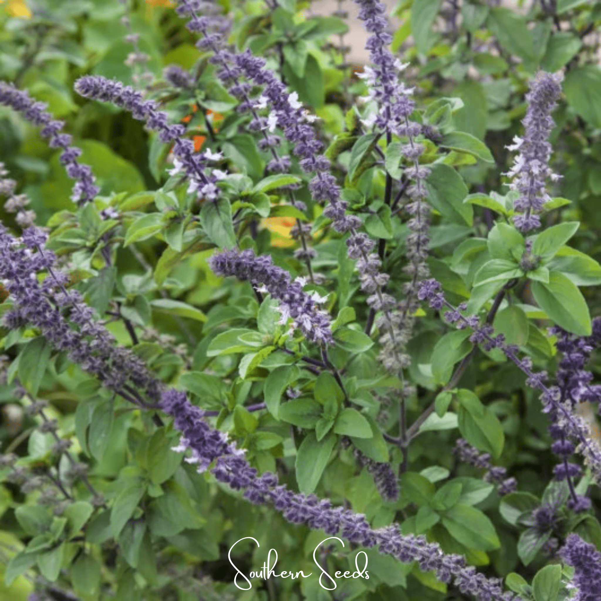 Blue Spice Basil – 100 Seeds | Seeds | Wiccan Center