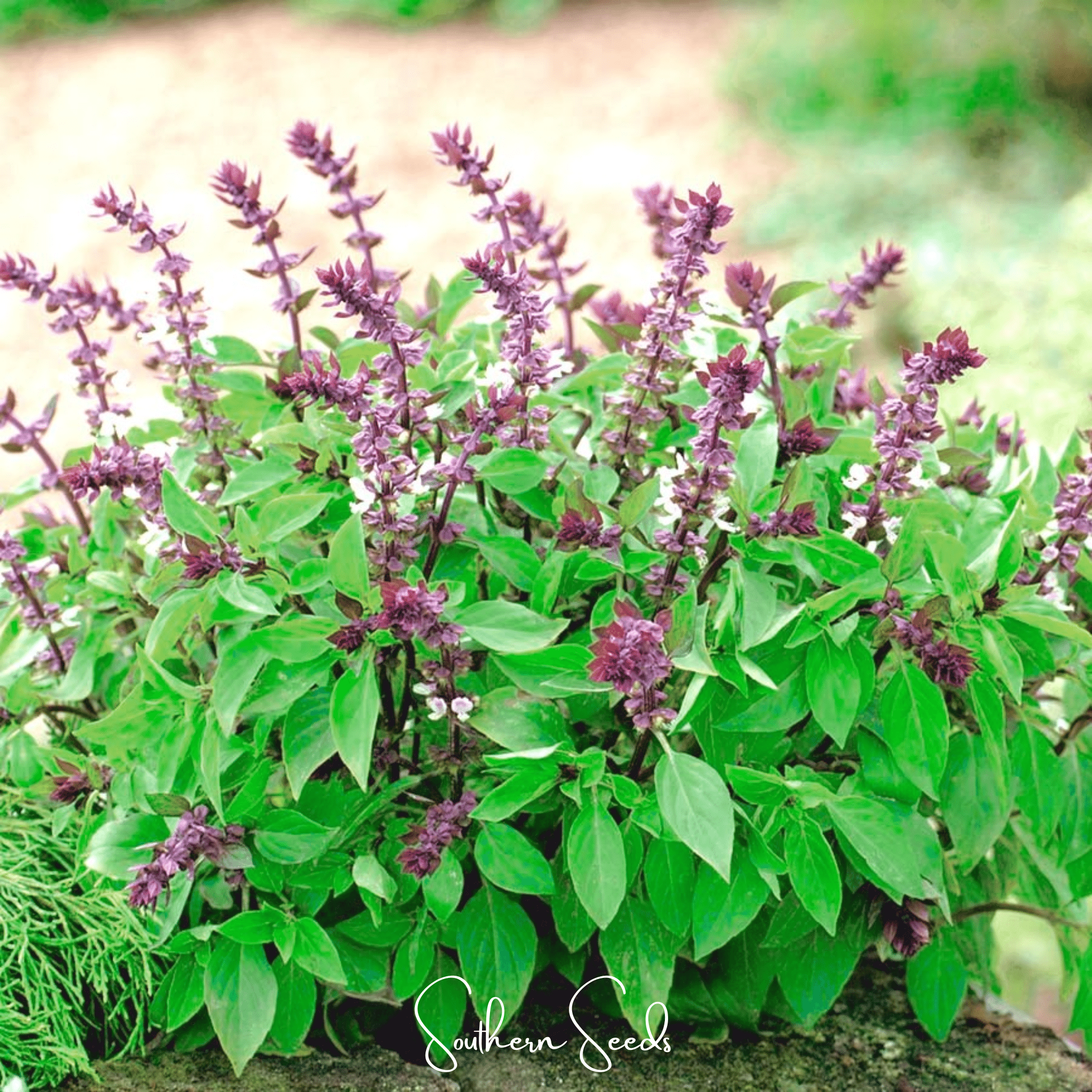 Blue Spice Basil – 100 Seeds | Seeds | Wiccan Center