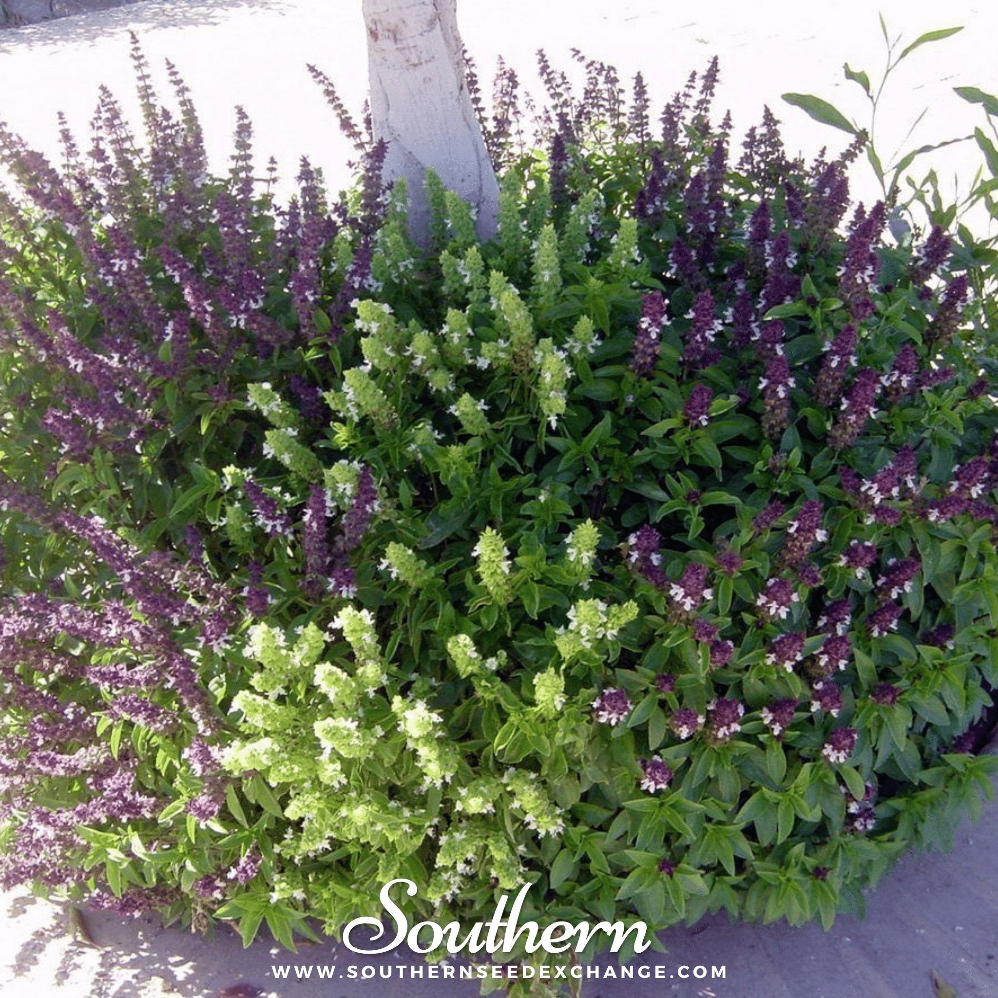 Cinnamon Basil – 250 Seeds | | Wiccan Center
