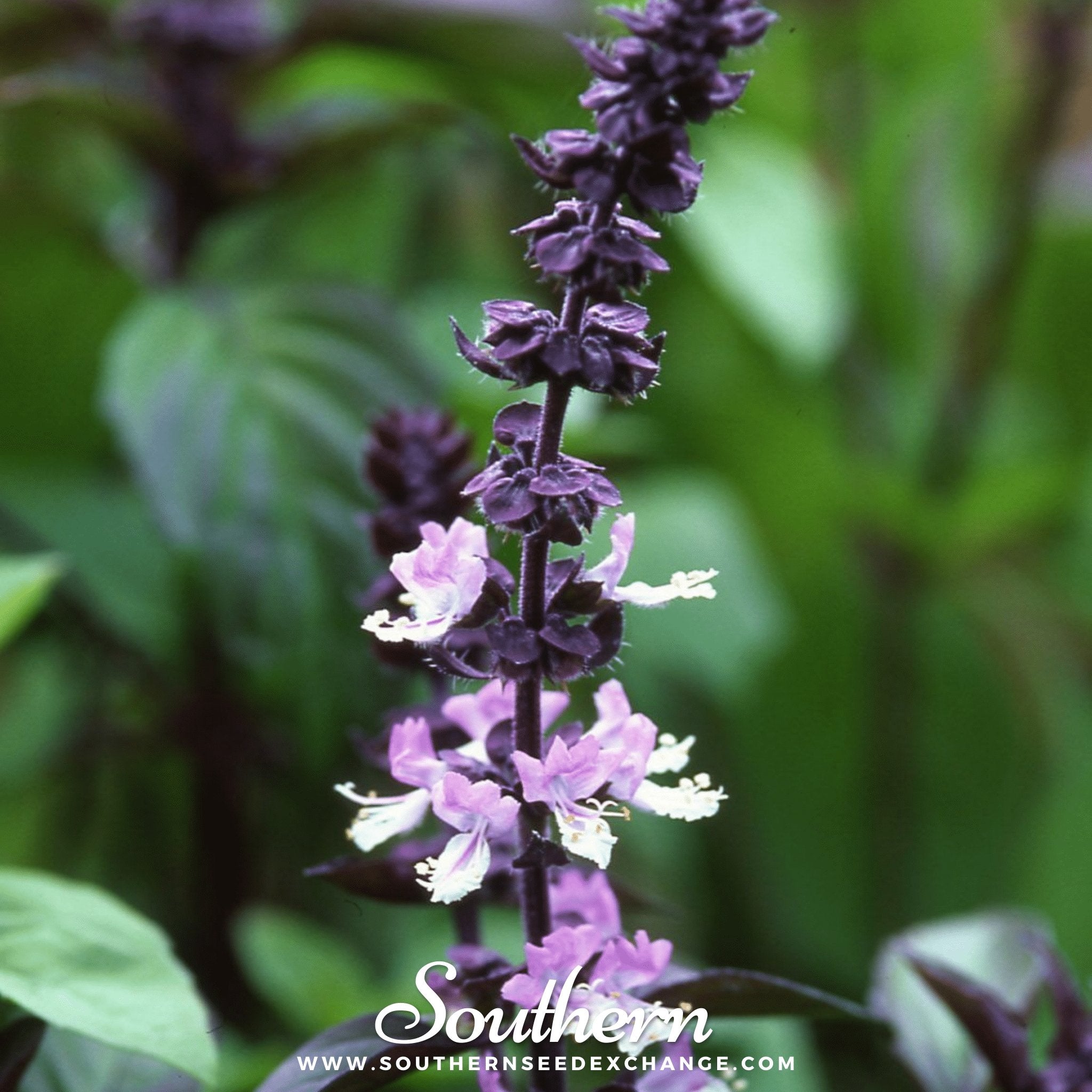 Cinnamon Basil – 250 Seeds | | Wiccan Center