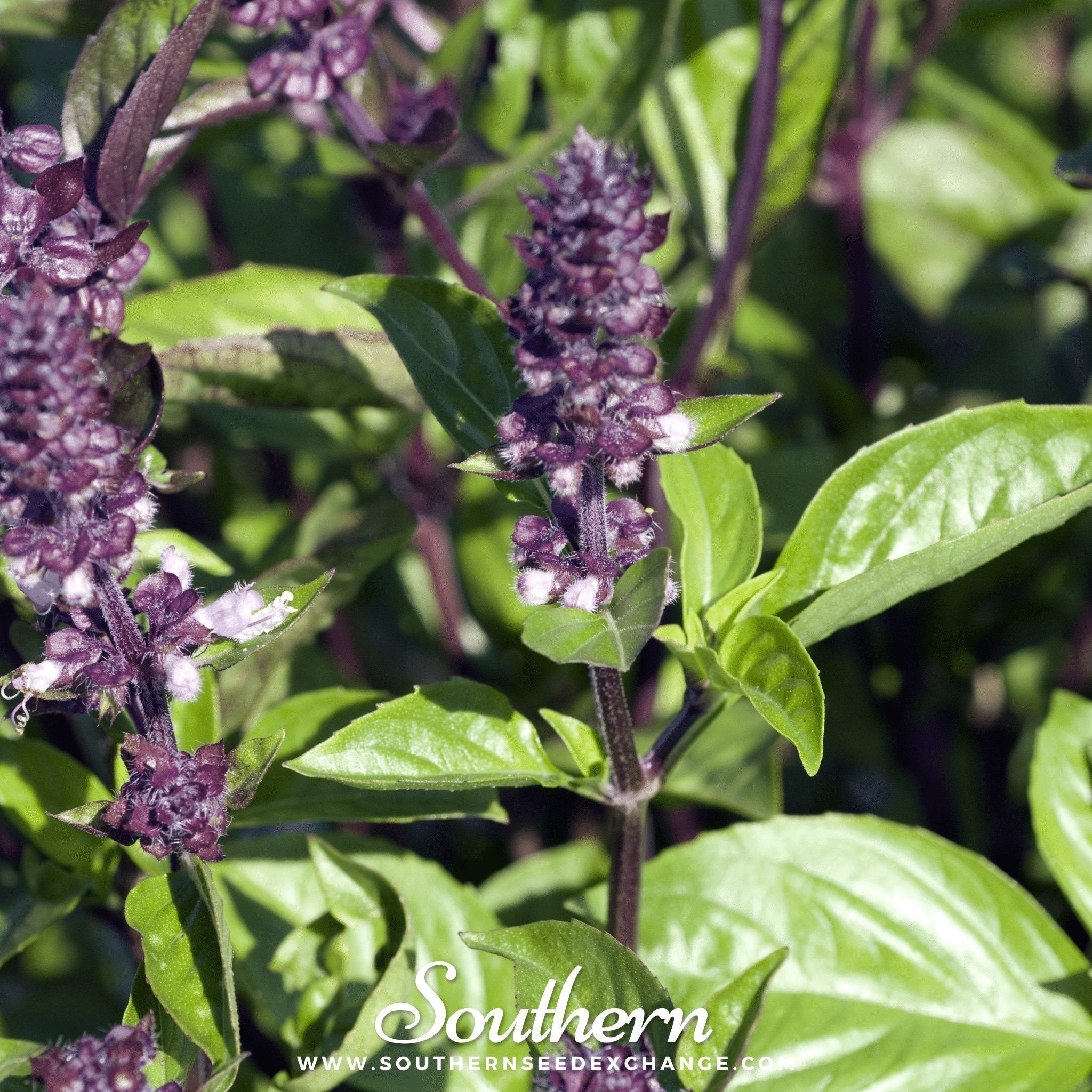 Cinnamon Basil – 250 Seeds | | Wiccan Center