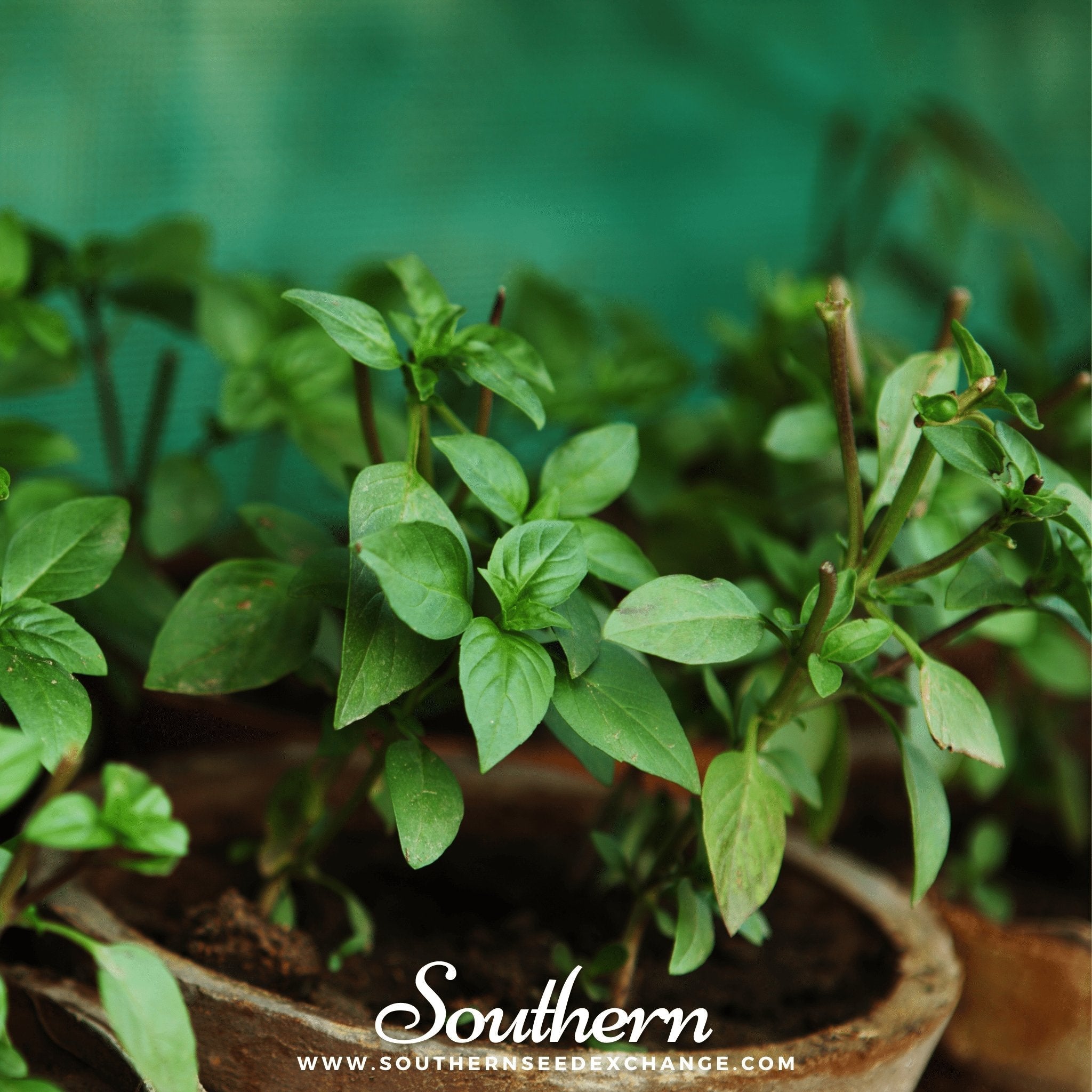 Cinnamon Basil – 250 Seeds | | Wiccan Center