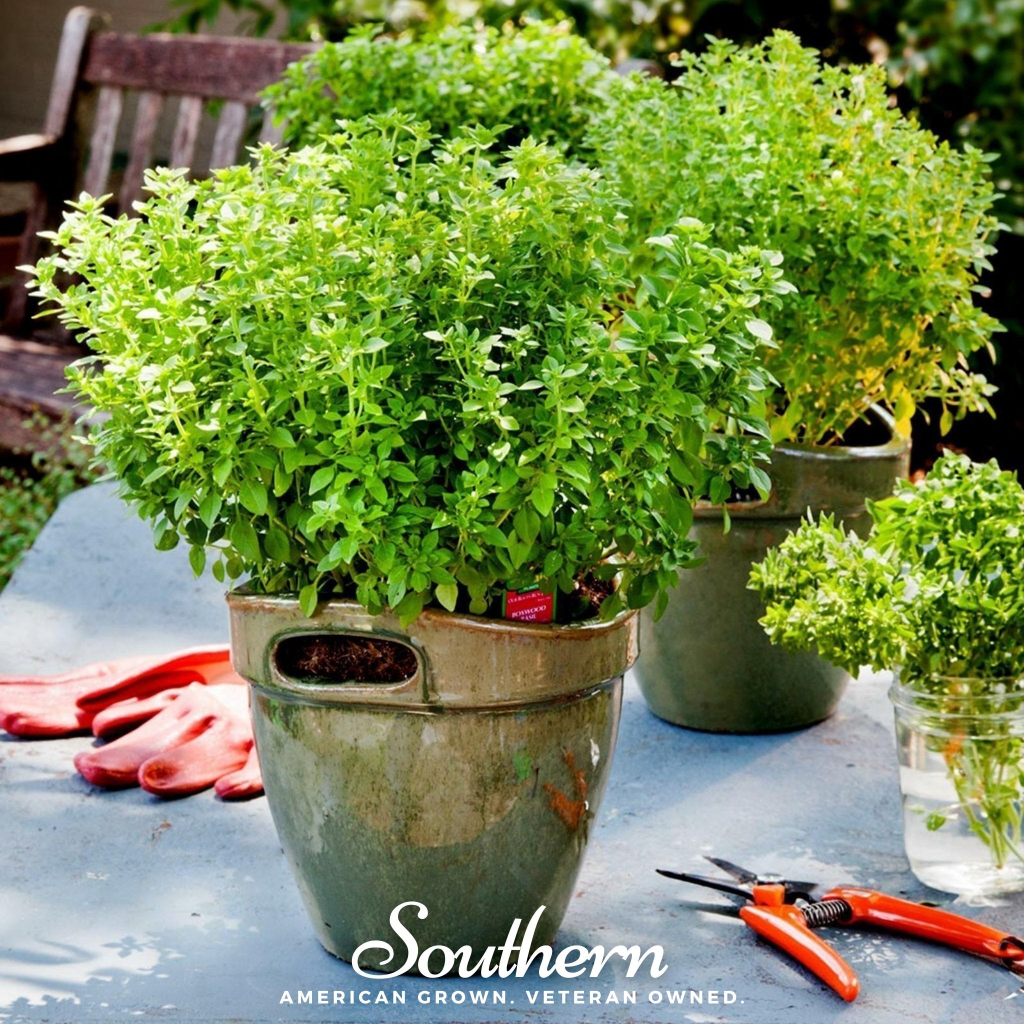 Dwarf Greek Basil – 250 Seeds | | Wiccan Center
